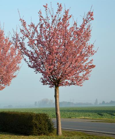 Prunus sargentii 'Rancho' Prunus sargentii 'Rancho'